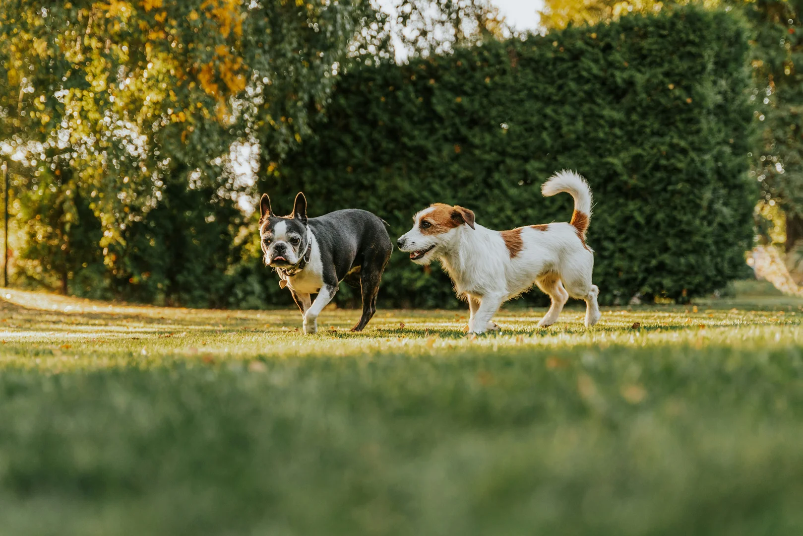 Dog park